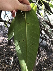 Ficus henneana