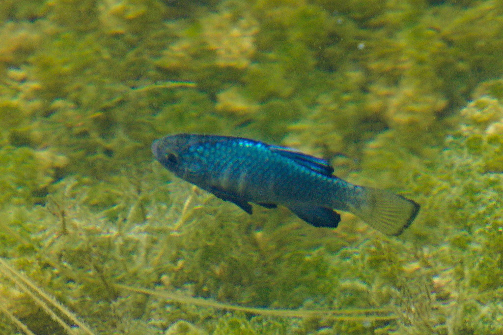 Desert pupfish (Cyprinodon macularius) — Cyprinodontidae