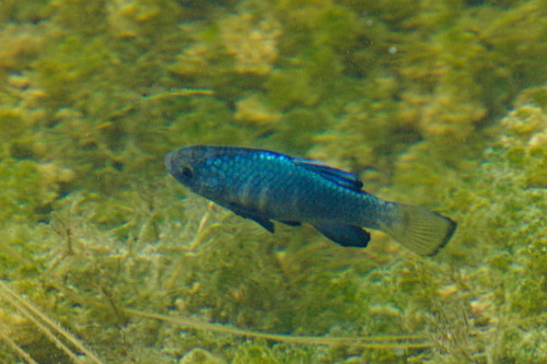 Desert pupfish (Cyprinodon macularius) — Cyprinodontidae