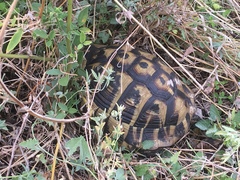 Testudo hermanni