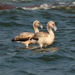 Chilean Flamingo photo 3