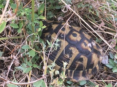 Testudo hermanni