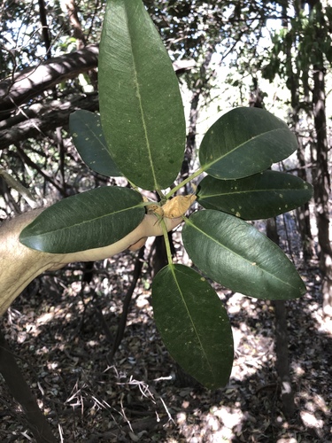 Deciduous fig (Ficus henneana)