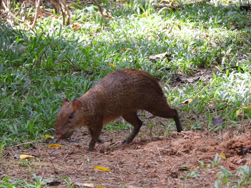 Brown Agouti