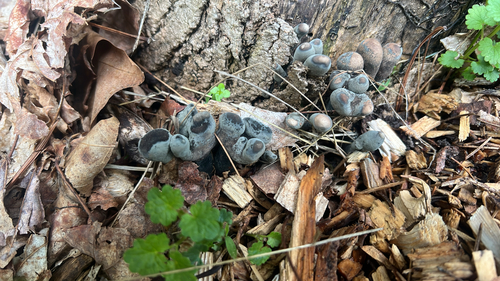dead man's fingers