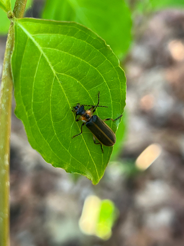 Podabrus basillaris
