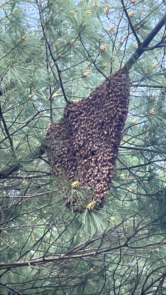 Western Honey Bee