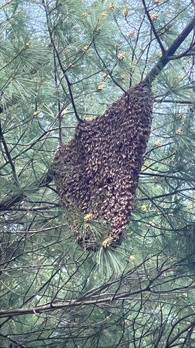 Western Honey Bee
