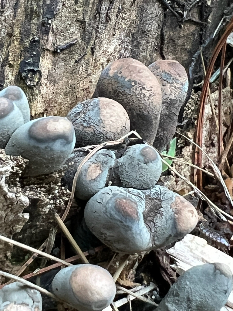 dead man's fingers
