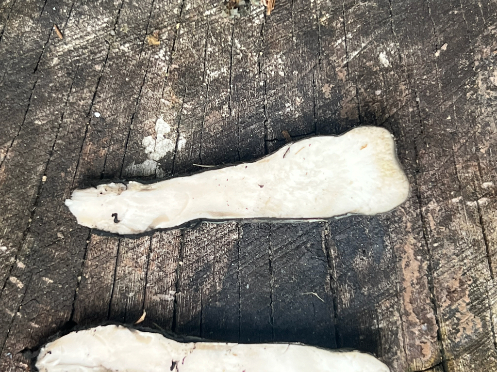 dead man's fingers