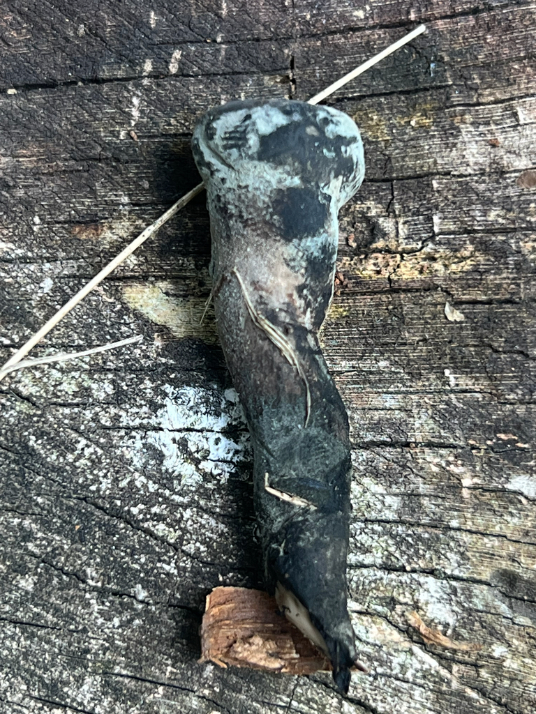 dead man's fingers