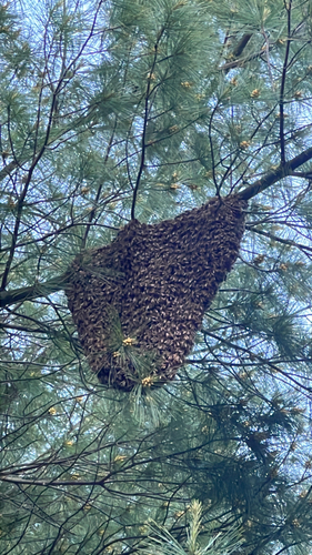 Western Honey Bee