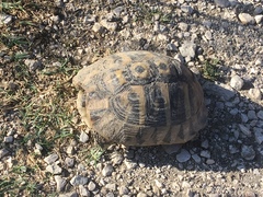 Testudo hermanni