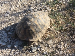 Testudo hermanni