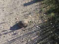 Testudo hermanni