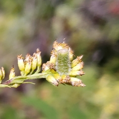 Photo of an isolated R. anthophila gall on the inflorescence of Solidago altissima