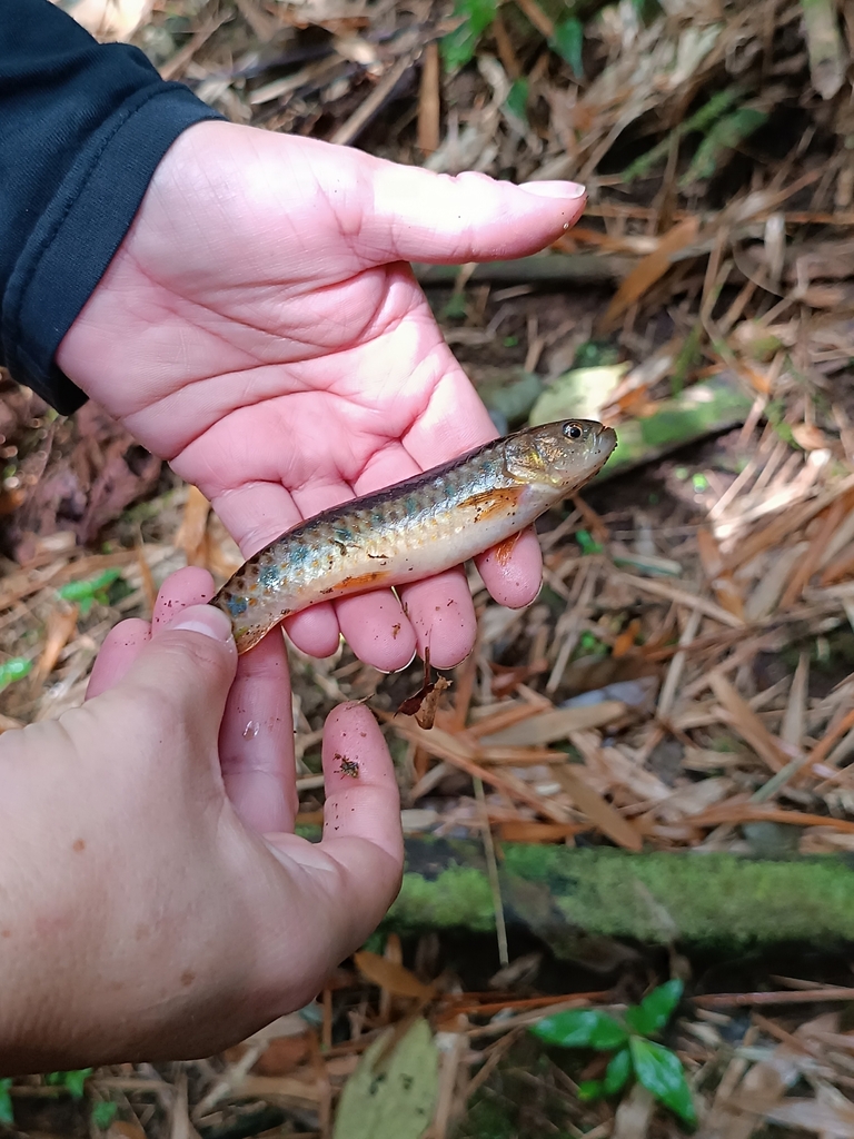 Lebiasina multimaculata