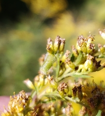 Rhopalomyia anthophila