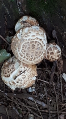 Neolentinus ponderosus