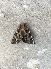 Catocala lacrymosa