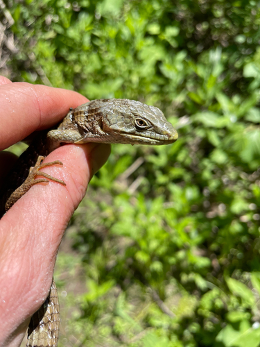 iNaturalist observation photo of Southern Alligator Lizard