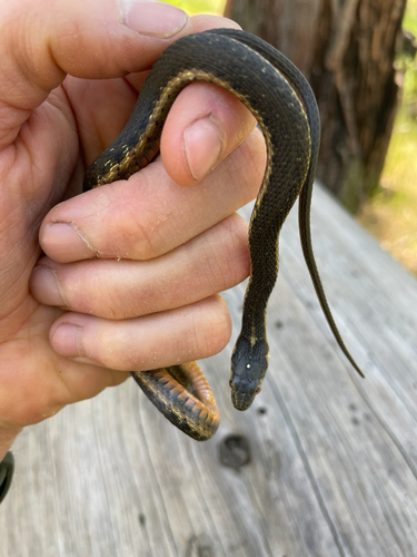 iNaturalist observation photo of Sierra Garter Snake