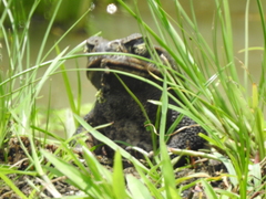 Rhinella marina