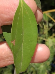 Cryptocarya triplinervis pubens