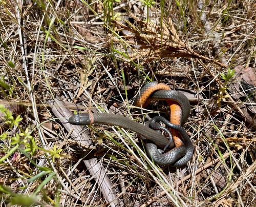 iNaturalist observation photo of Ring-necked Snake