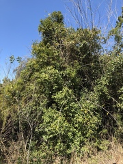 Cryptocarya triplinervis pubens