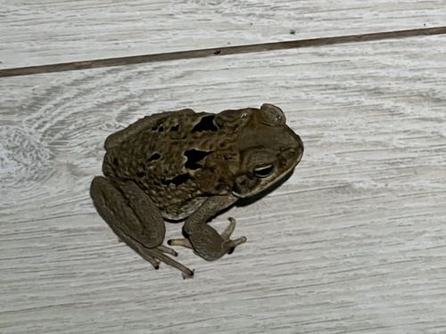 Cane Toad