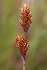 Restio quinquefarius