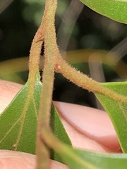 Cryptocarya triplinervis pubens