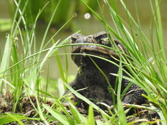 Rhinella marina