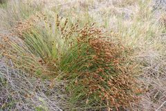 Restio quinquefarius