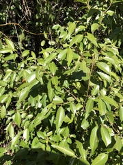 Cryptocarya triplinervis pubens