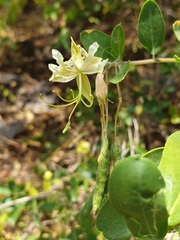 Cadaba fruticosa