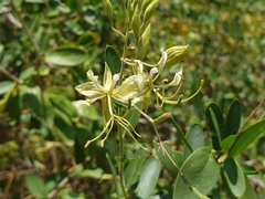 Cadaba fruticosa