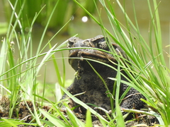 Rhinella marina