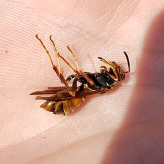 Strepsiptera