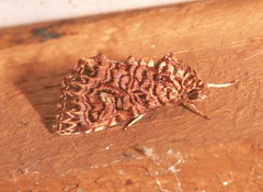 Callopistria granitosa