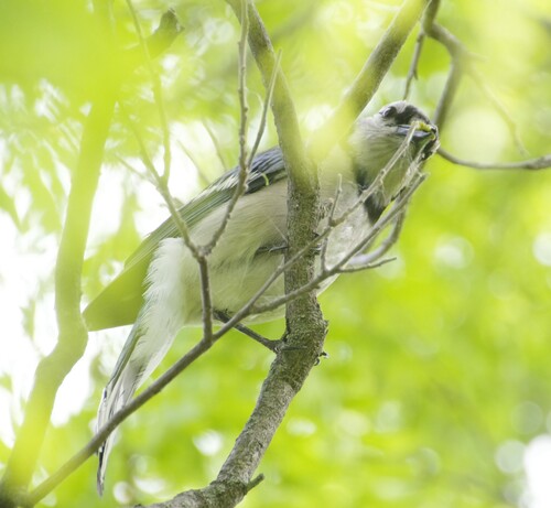 Blue Jay