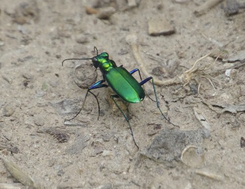 Six-spotted Tiger Beetle