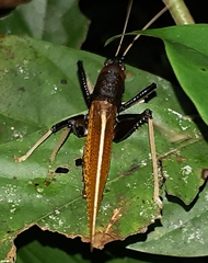 Macroxiphus