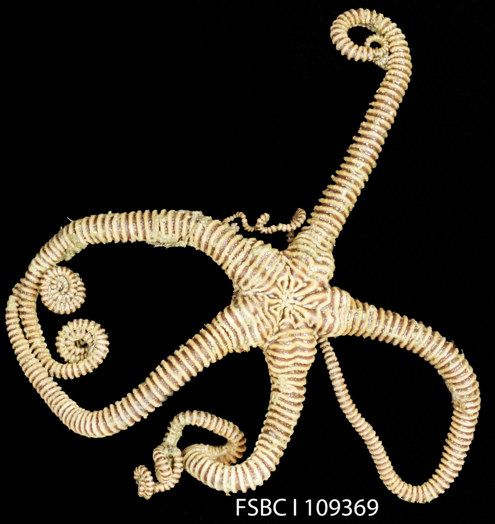 Asteroporpa annulata