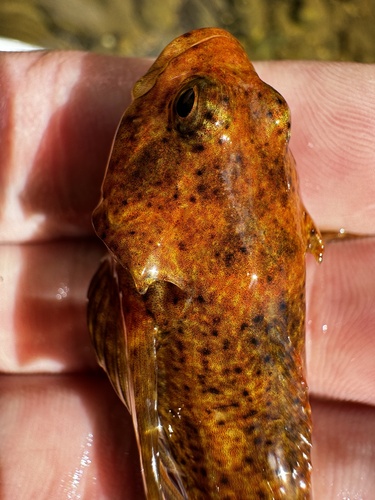 Blue Ridge sculpin (Cottus caeruleomentum) — Cottidae — 3