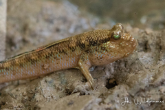 Asian Dwarf Mudskipper photo 4
