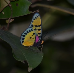 Euphaedra cyparissa aurata
