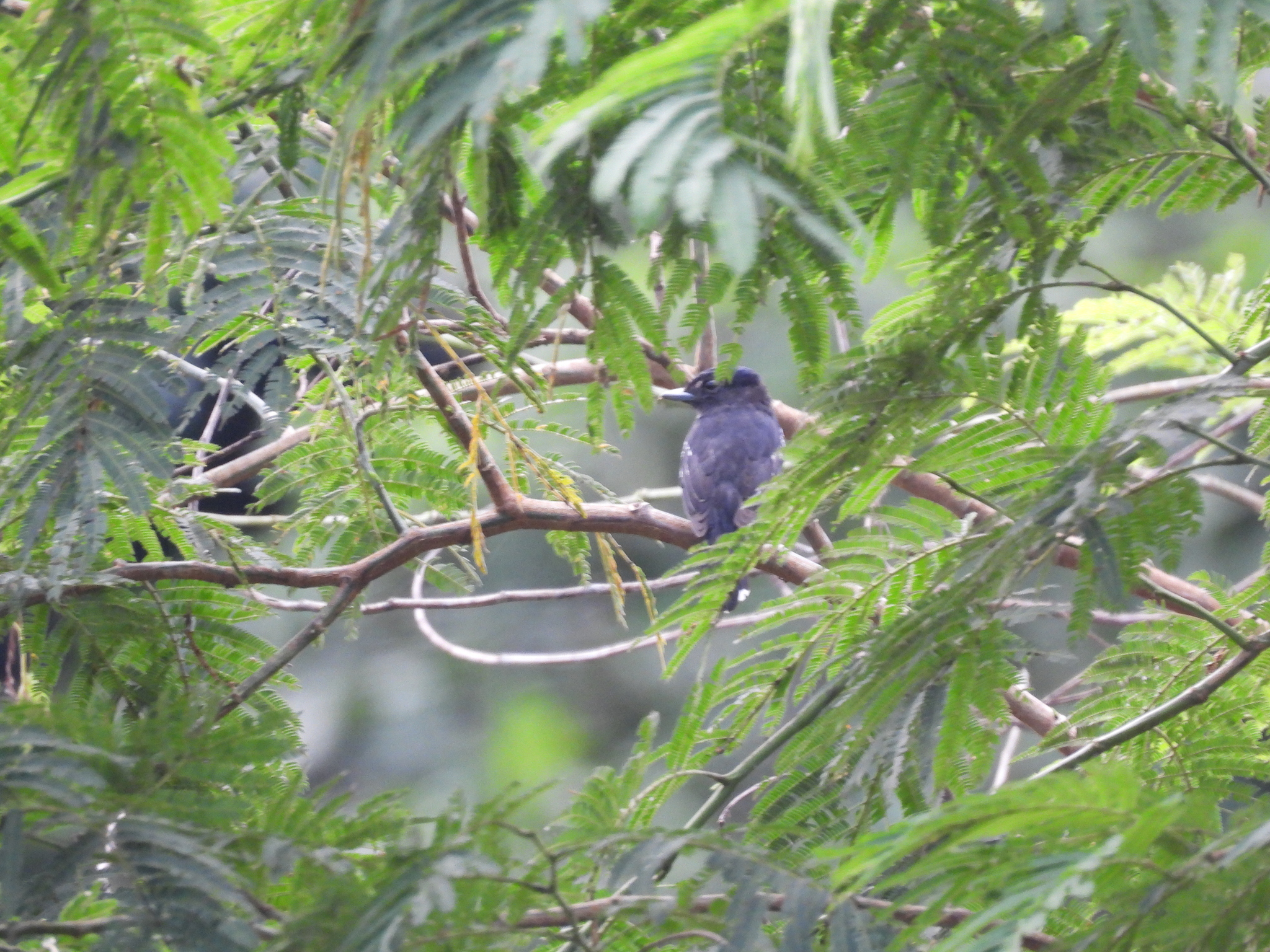 Pink-throated Becard (Pachyramphus minor), photo 2