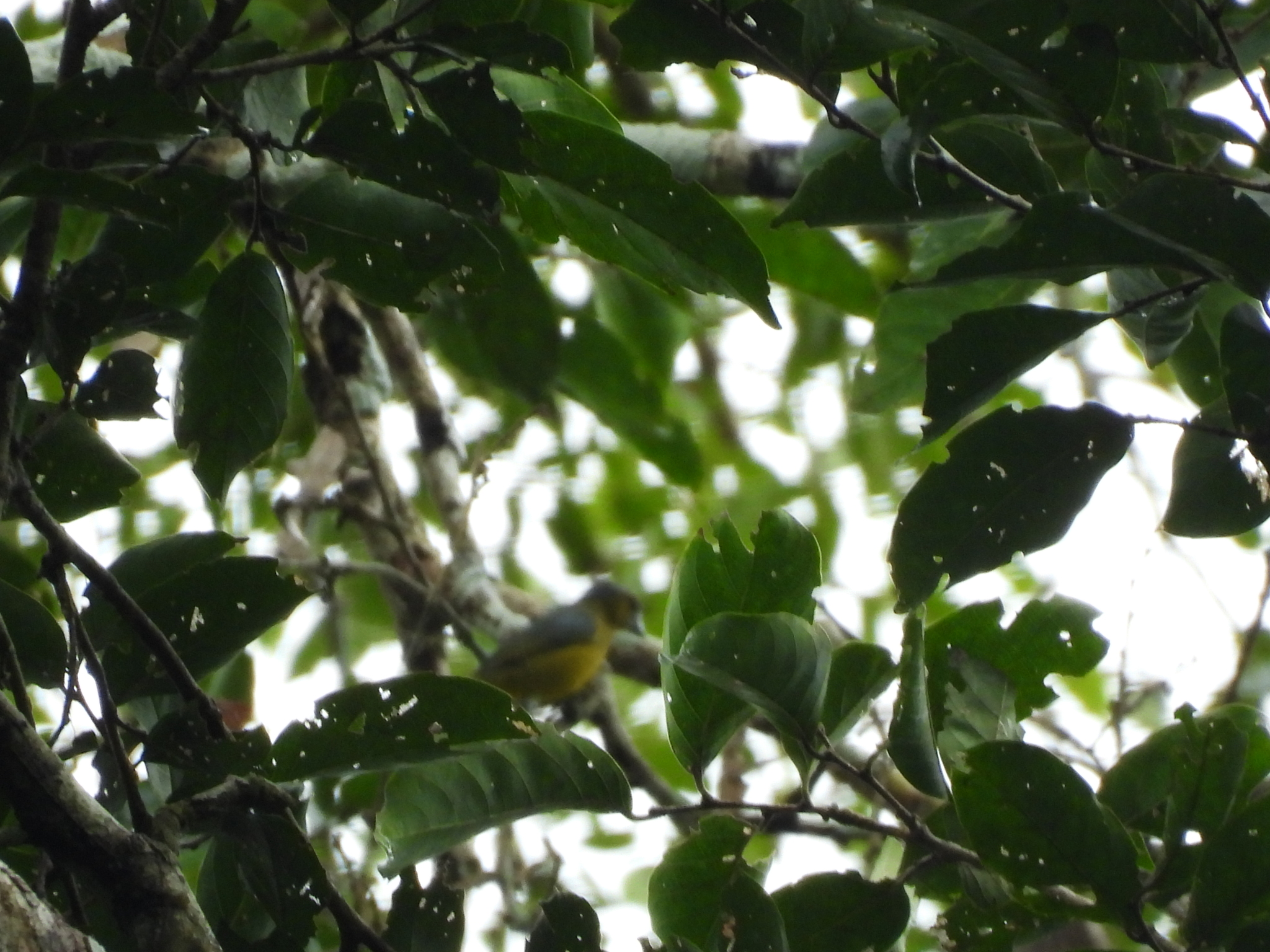 White-lored Euphonia (Euphonia chrysopasta), photo 6